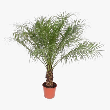 Phoenix Roebelenii Palm